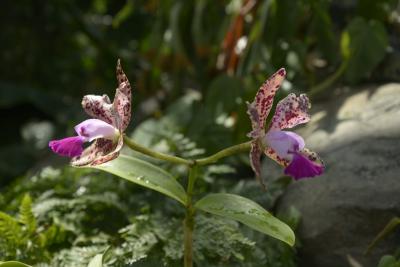 MUSE | Orchidarium – esposizione internazionale di orchidee tropicali