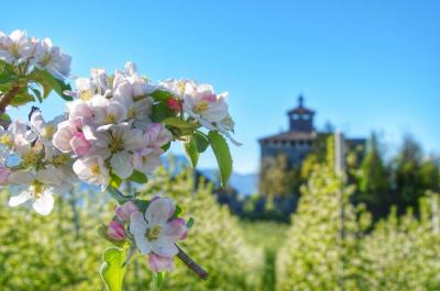 Apt Val di Non | “Aprile dolce fiorire": un mese tra i meli in fiore della Val di Non