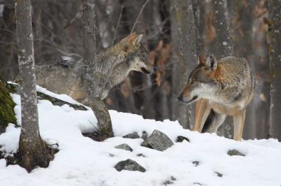 LIFE WolfAlps in collaborazione con Facta news pubblica “Lupus in Bufala”