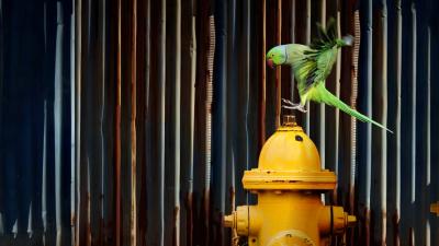 Al Muse la mostra temporanea "Wild City. Storie di natura urbana"