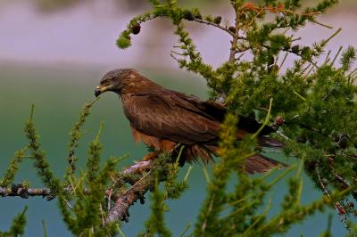I "Talk biodiversi" del Muse