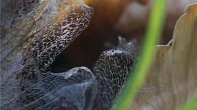 Al Muse si racconta l&rsquo;Antropocene